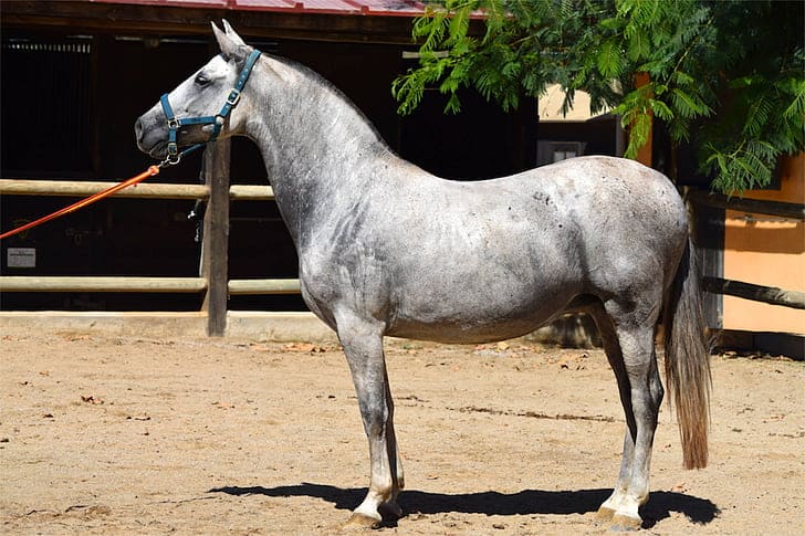 iberian warmblood horse for dressage