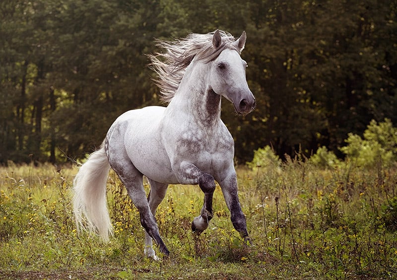 Andalusian horse
