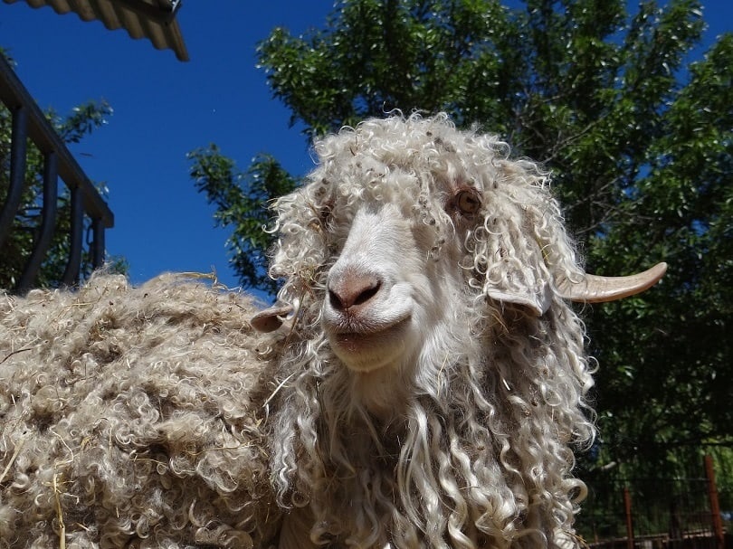 angora goat-pixabay
