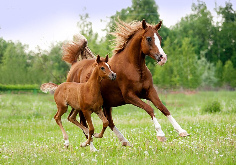 arabian horse mare and foal