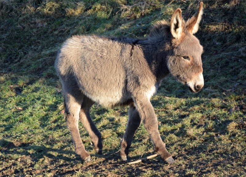 baby donkey
