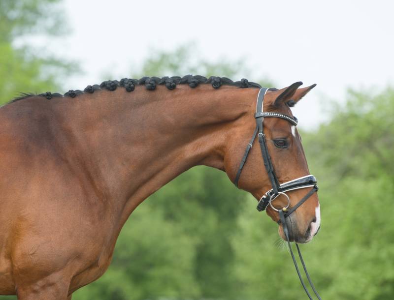 hanoverian chestnut stallion