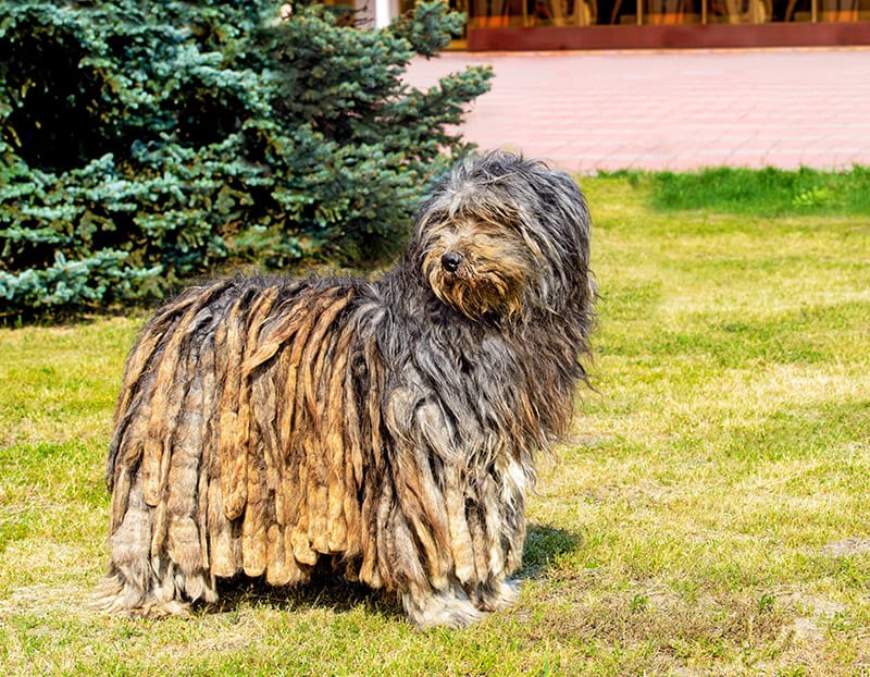 Bergamasco Shepherd at the park