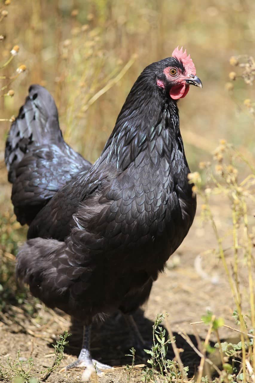 black Australorp