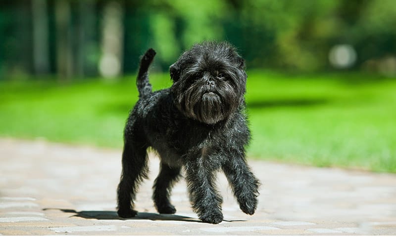 black affenpinscher dog at the park
