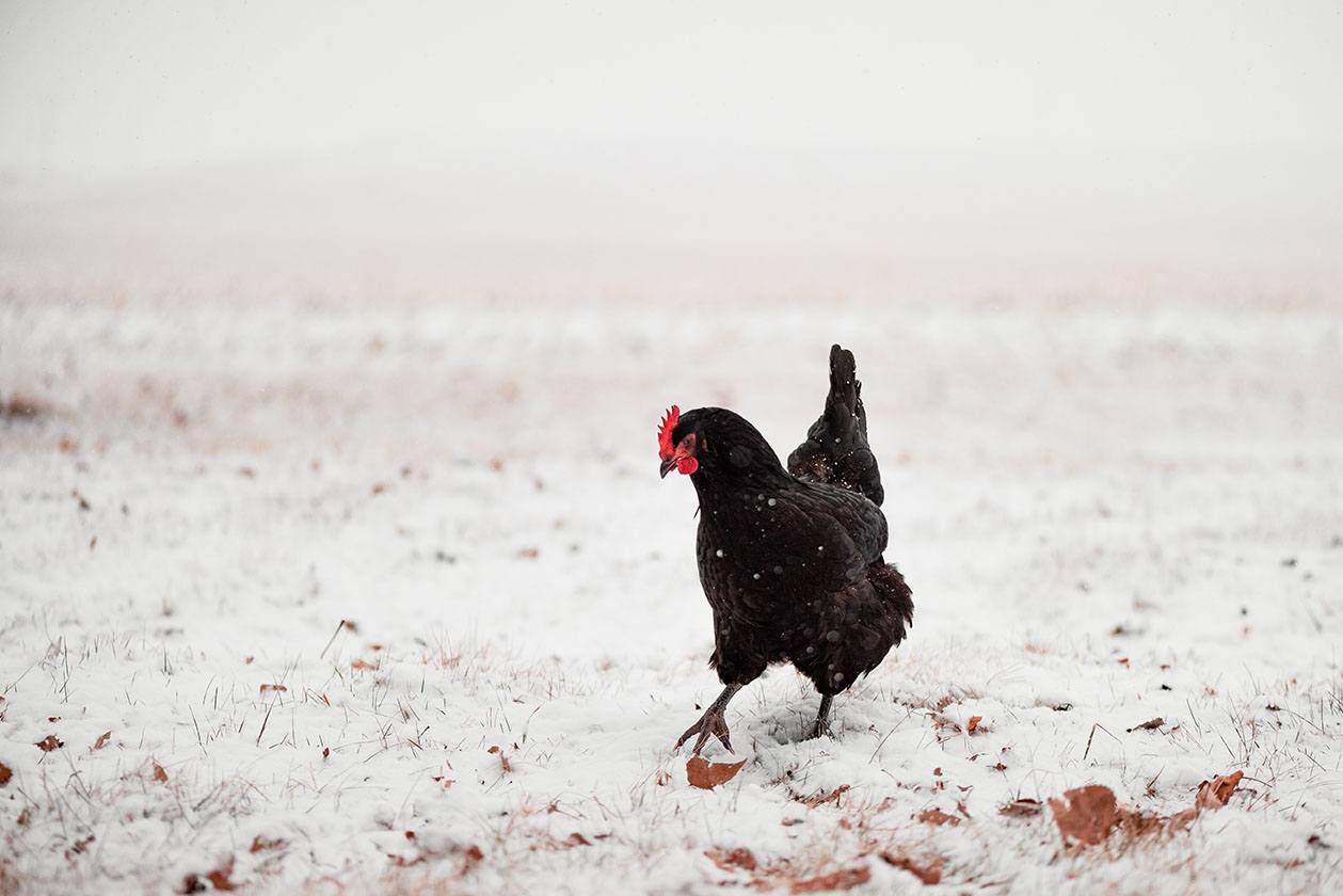 black australorp in the snow