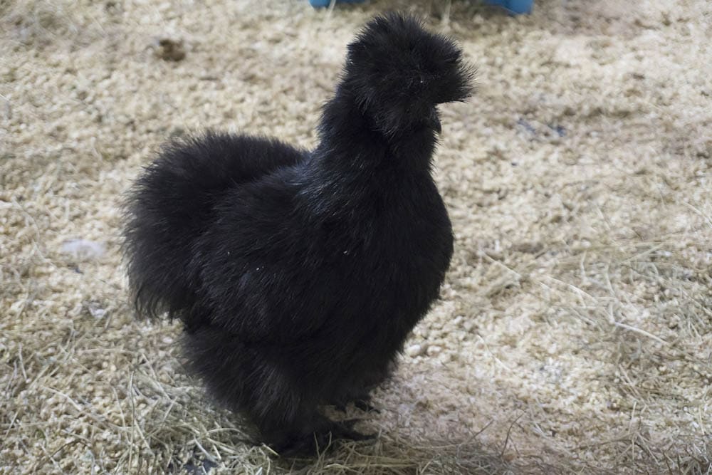 Black Silkie Chicken