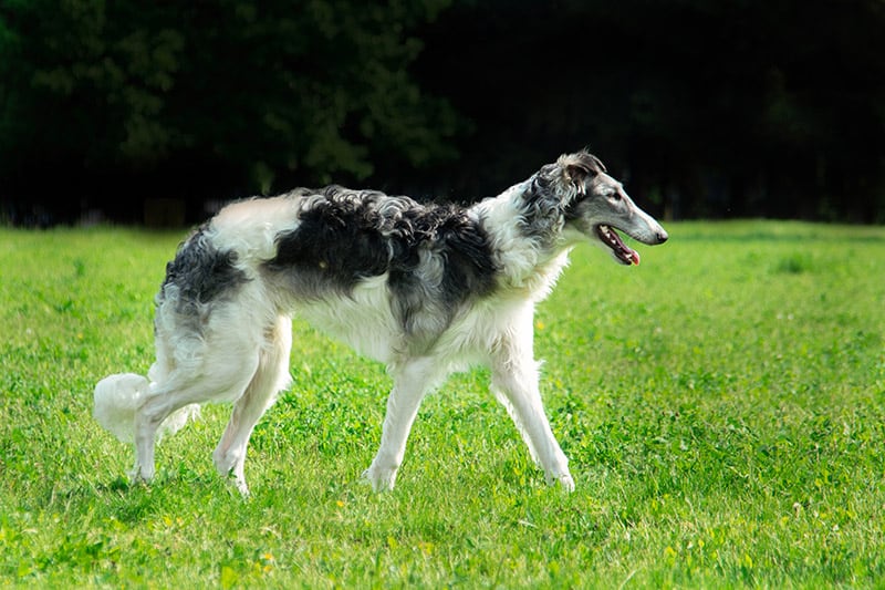 Borzoi or Russian Hunting Sighthound dog