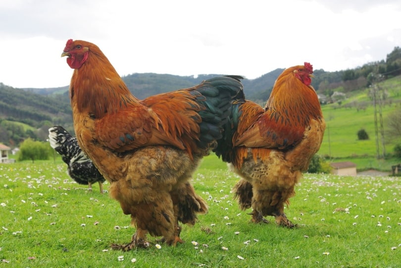 brahma chicken