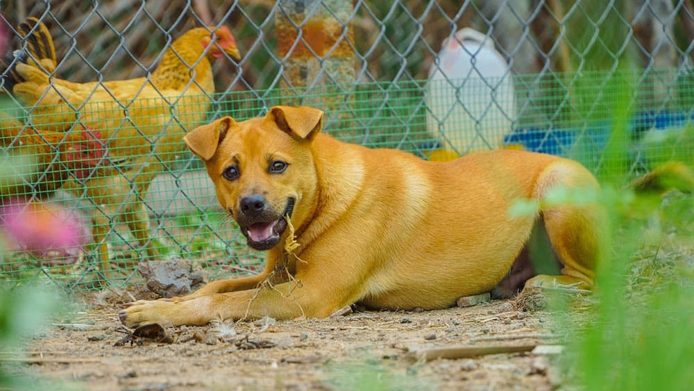 brown dog guarding the garden