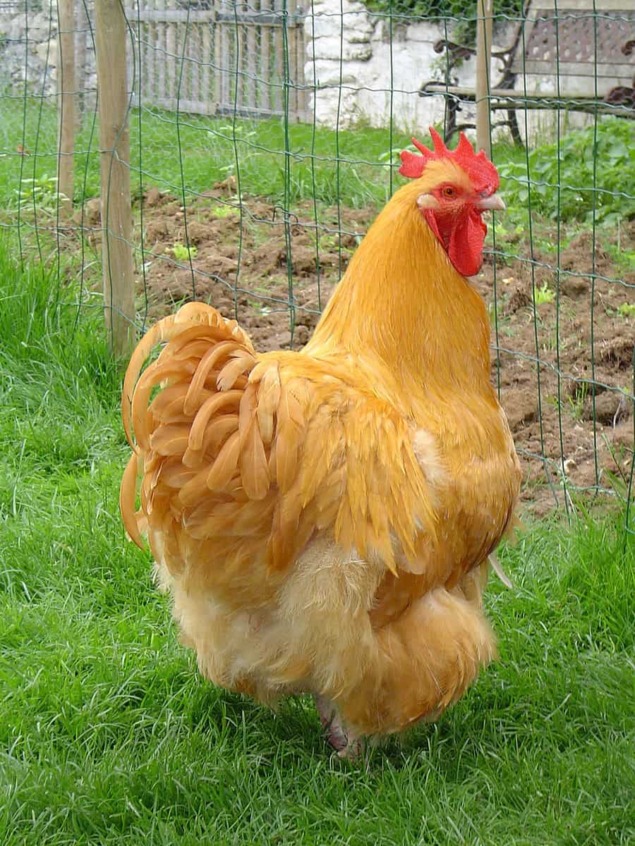 buff chicken