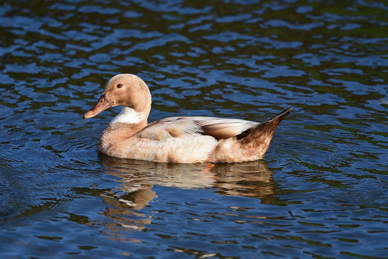 buff orpington duck on the water