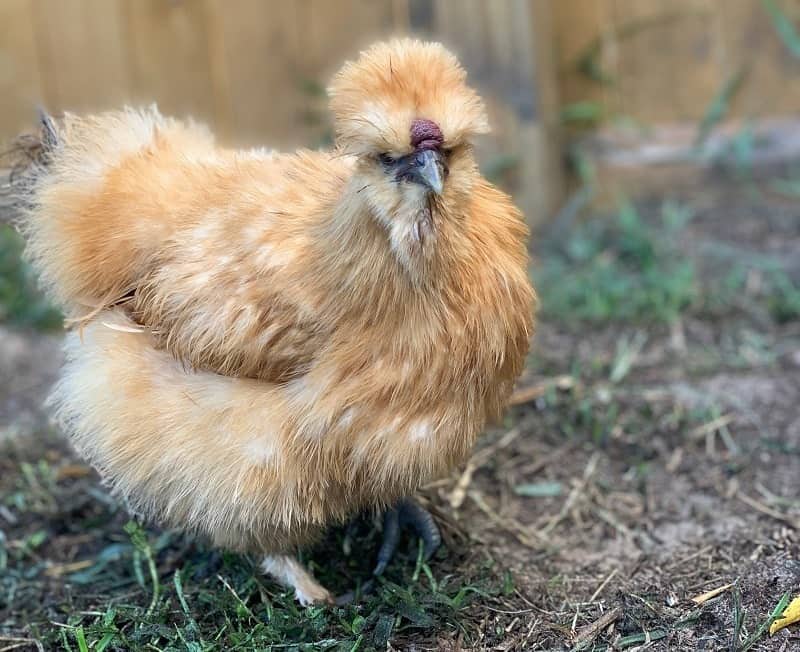buff silkie