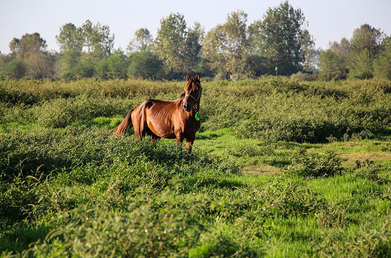 caspian horse