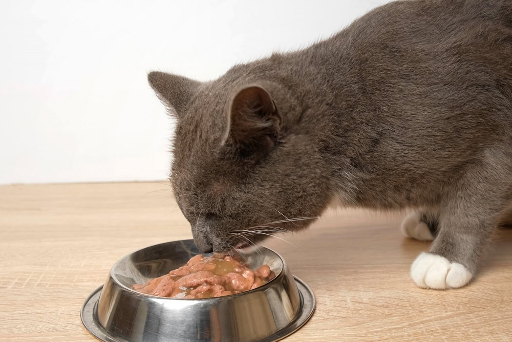 cat eating wet food from the bowl