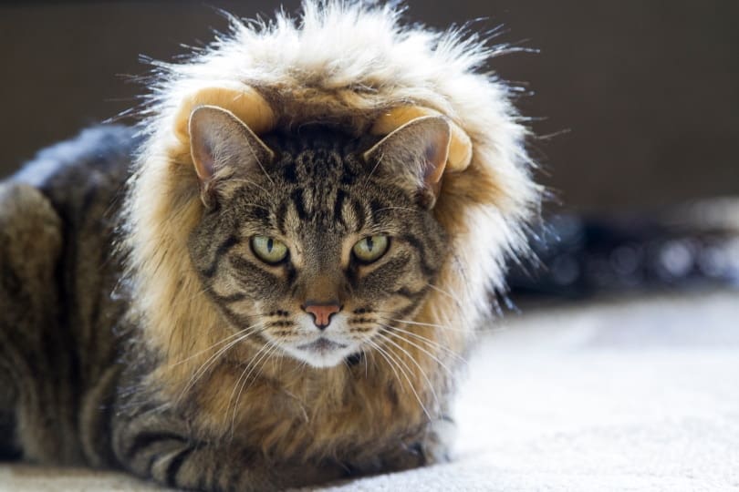 cat wearing lion costume