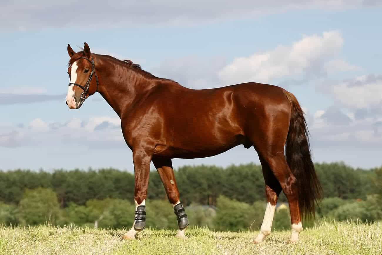 chestnut oldenburg horse