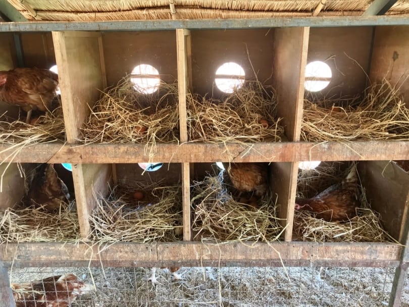 chicken nesting box