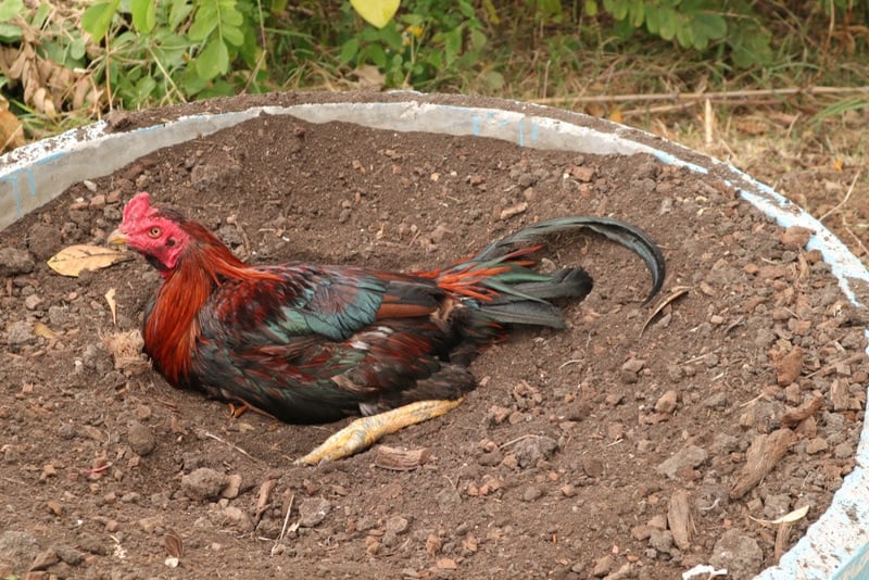chicken playing in the soil