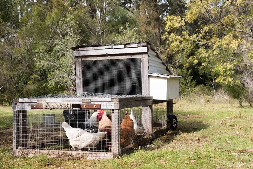 chicken tractor