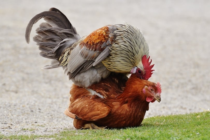 chickens mating