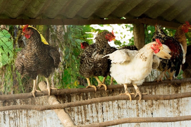 chickens perching