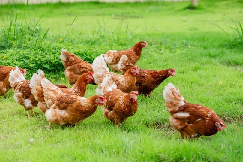 chickens walking_PHATTARAWATOUM_Shutterstock