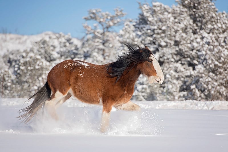 Clydesdale Horse Trotting