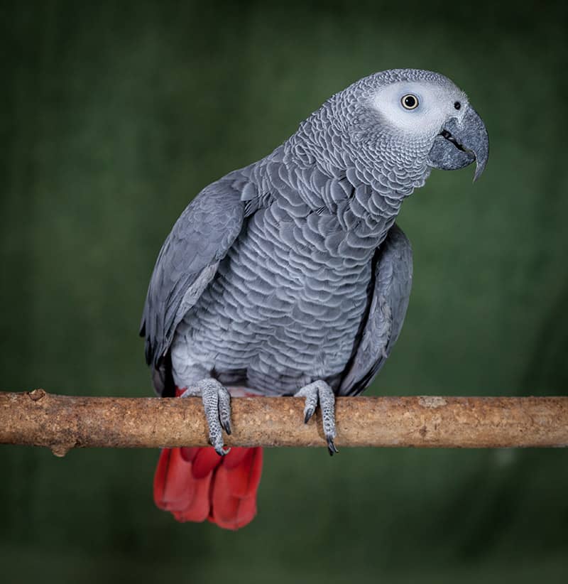African Grey Congo
