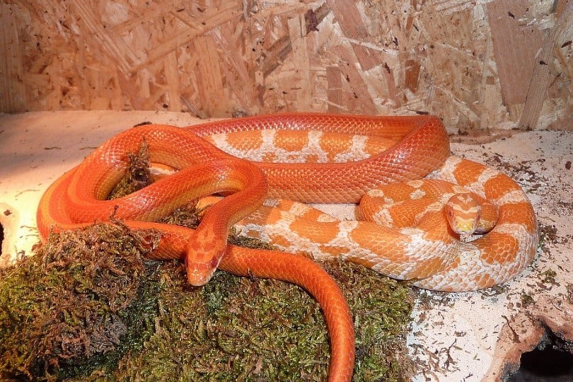 corn-snakes