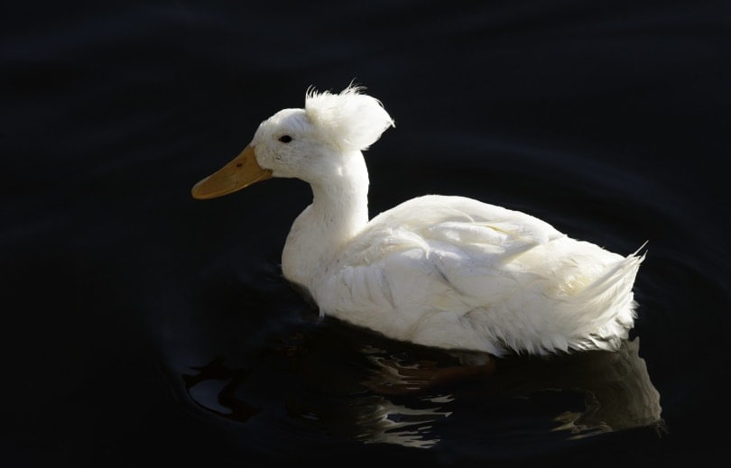 crested duck