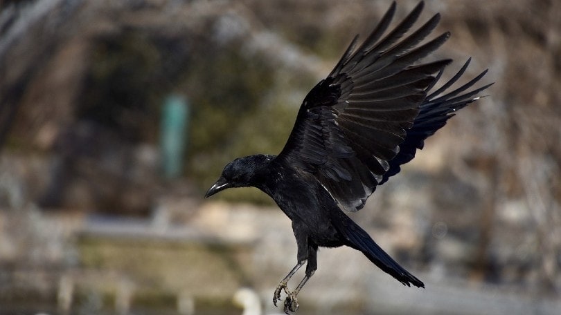 crow flying