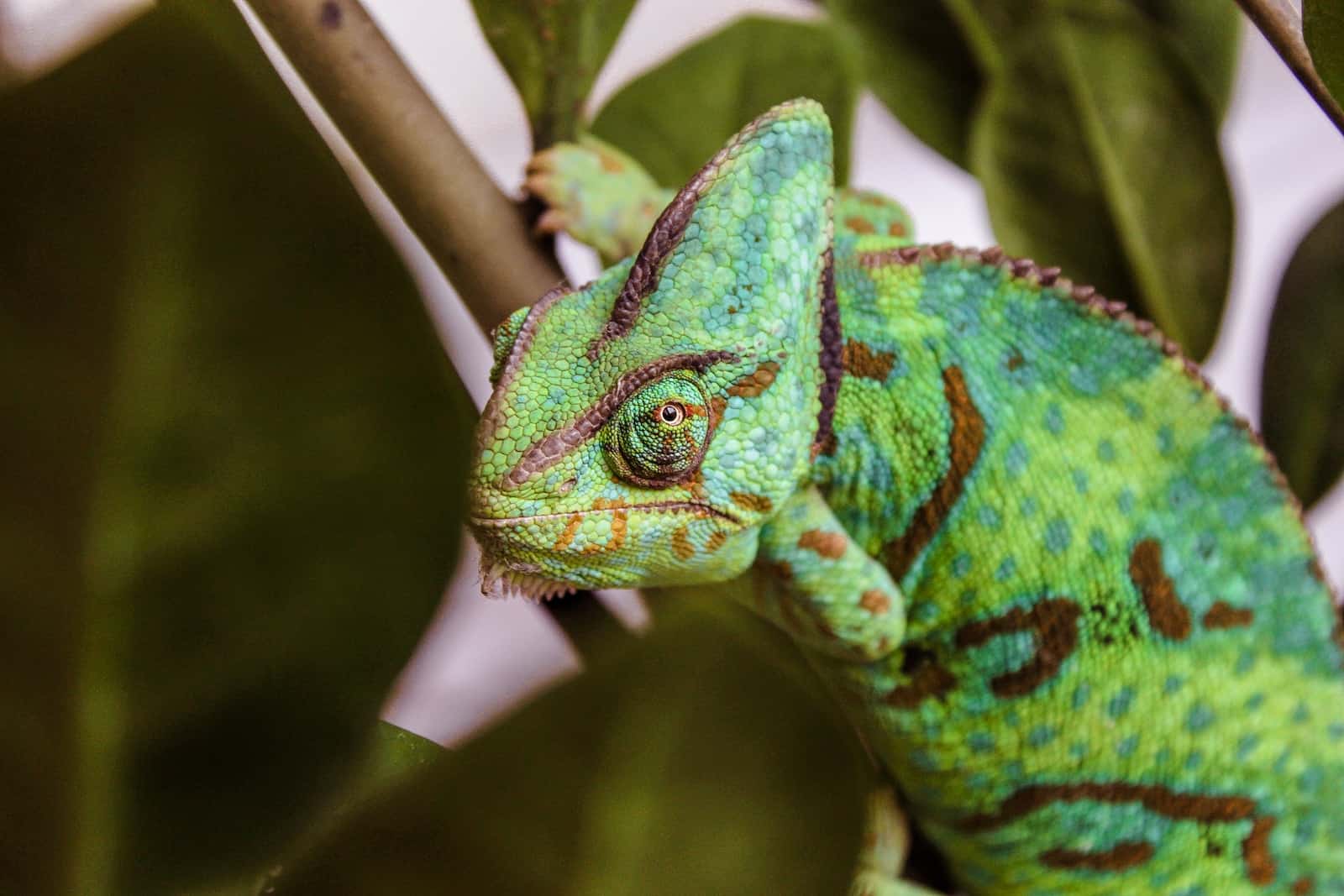 veiled chameleon on brown branch