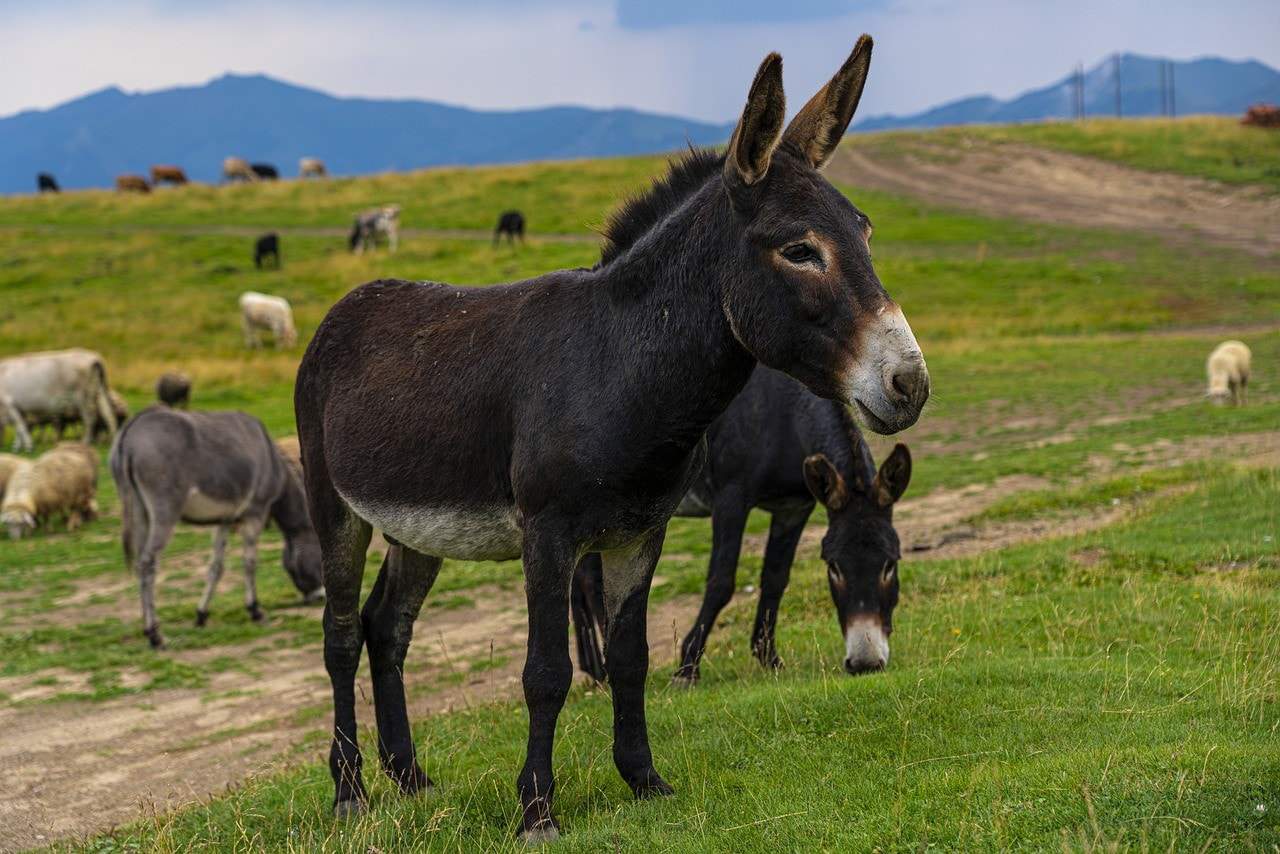 donkeys in the pasture