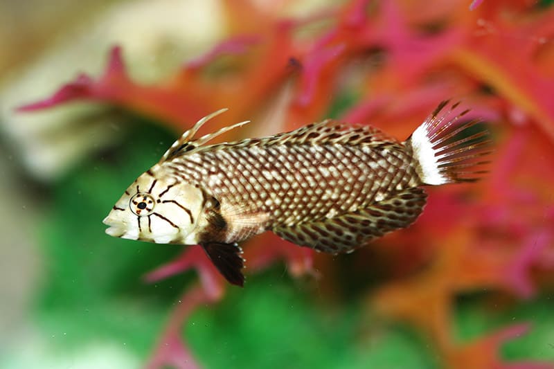 Dragon wrasse