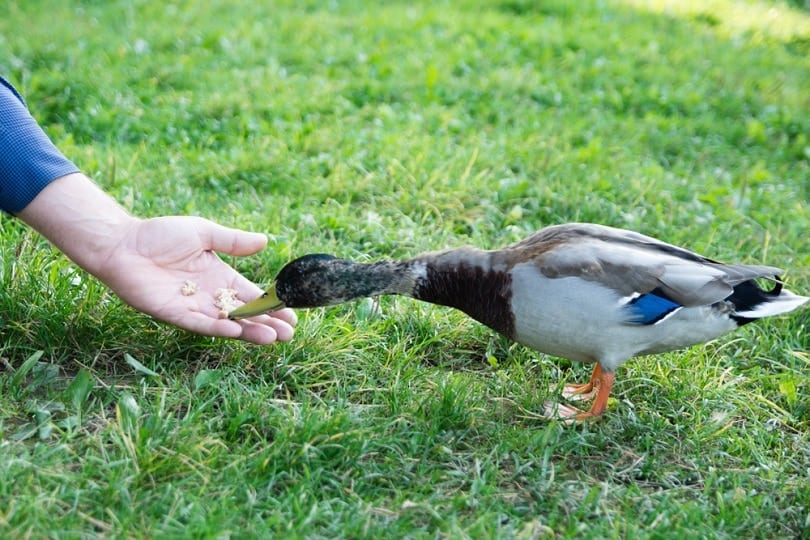 duck-eating_kazka_shutterstock