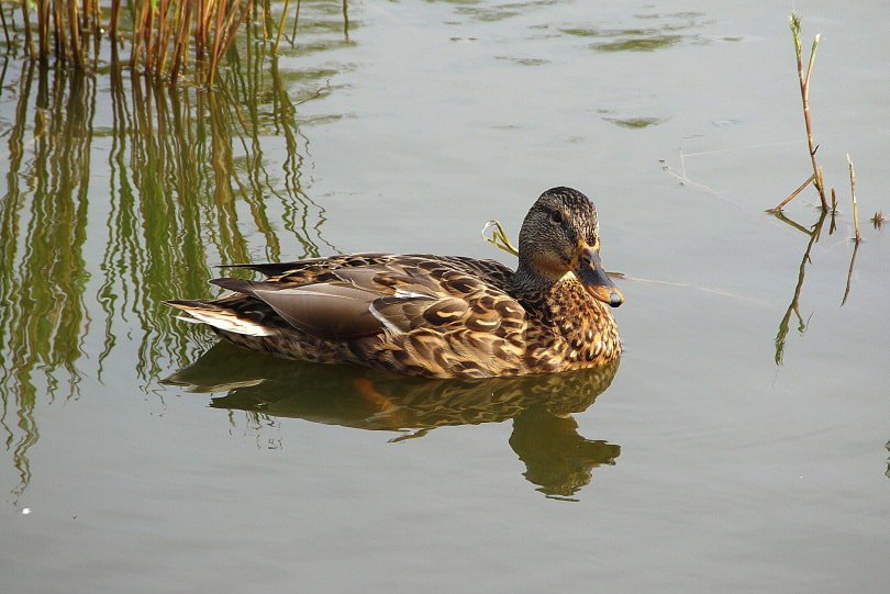 duck swimming in pond