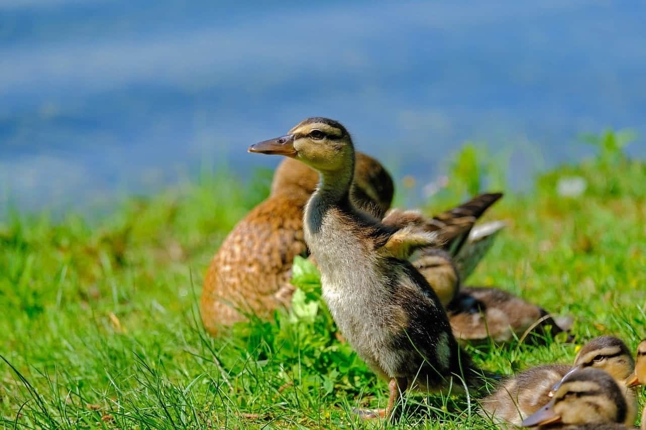 ducklings in the grass