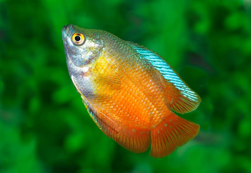 Dwarf Flame Gourami in Aquarium