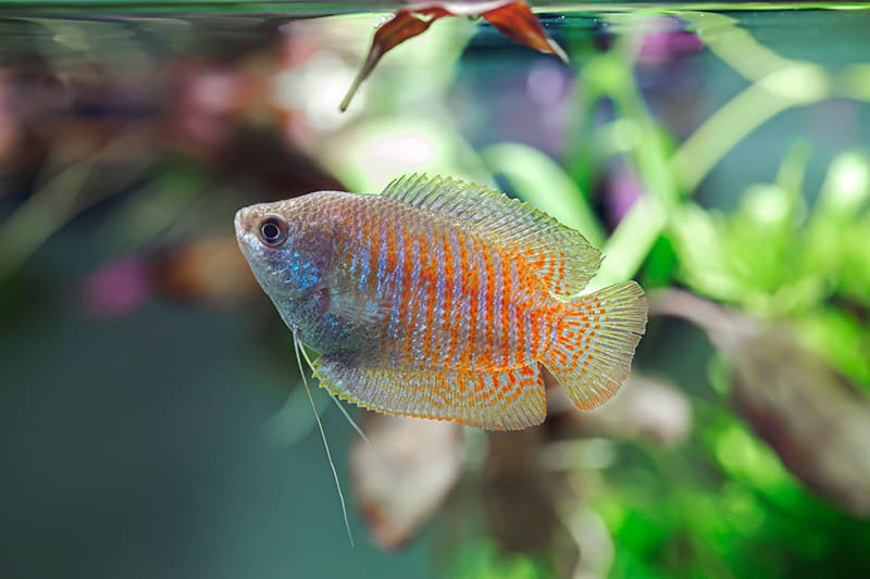 Dwarf Gourami
