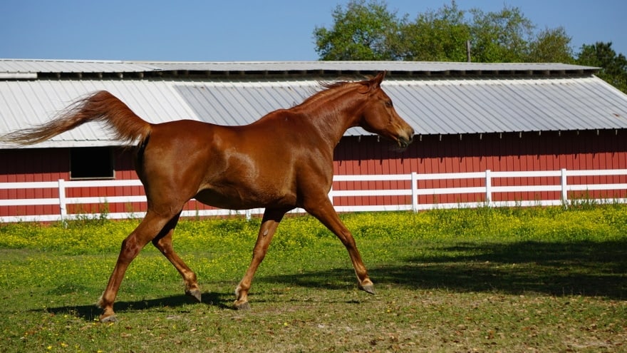 egyptian arabian horse