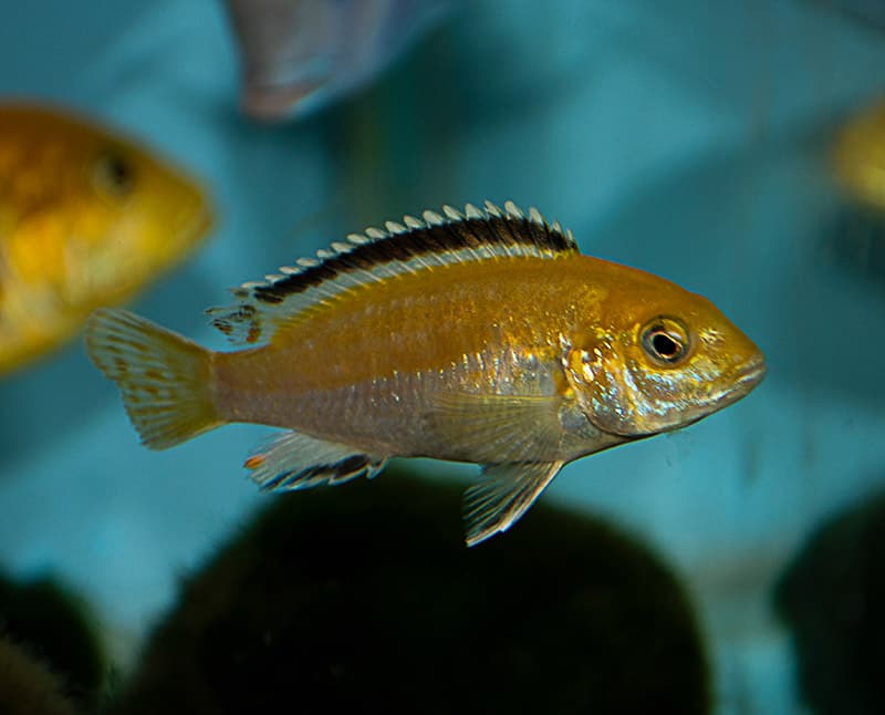 Electric Yellow Cichlid