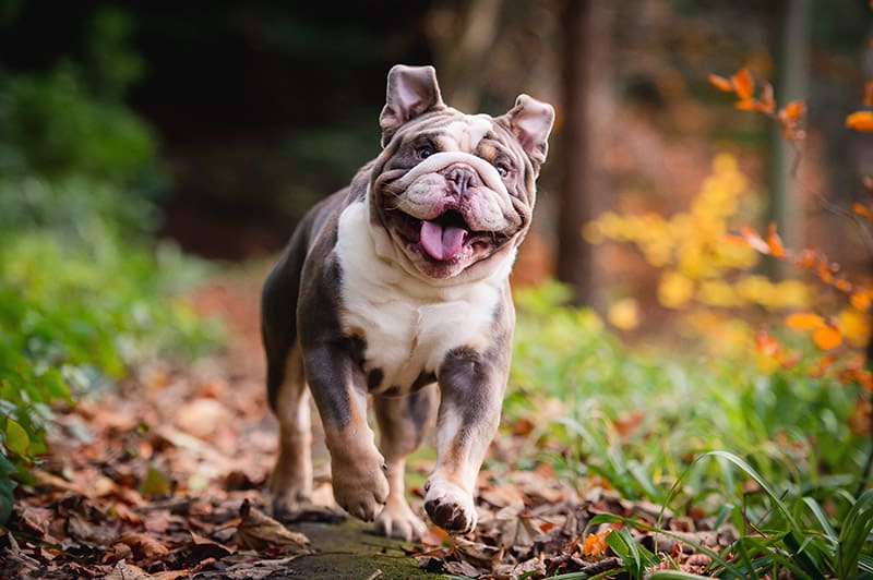 English bulldog running 