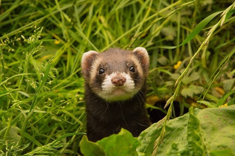 ferret outdoor