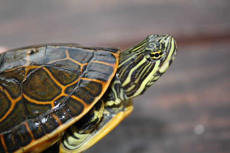 florida chicken turtle