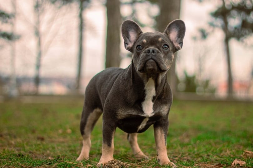 French Bulldog