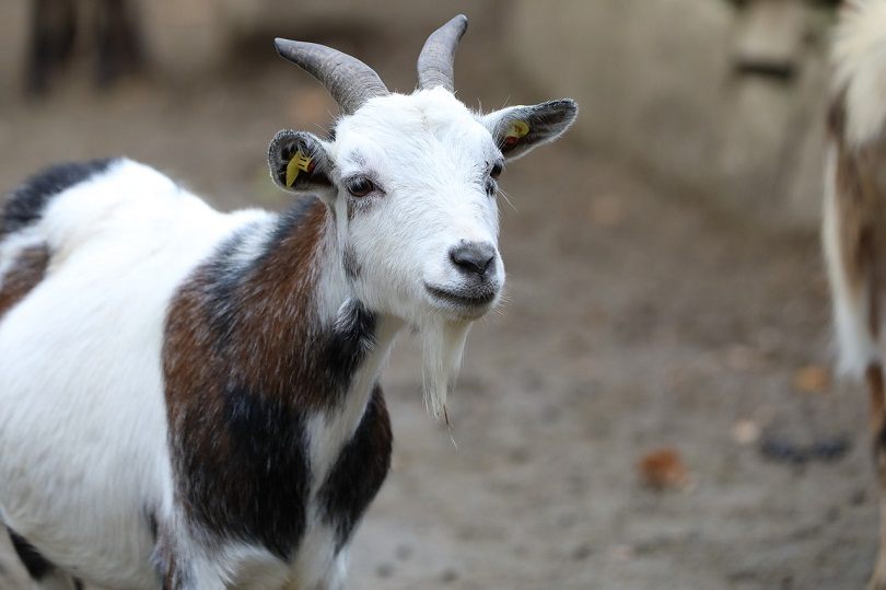 goat black brown-pixabay