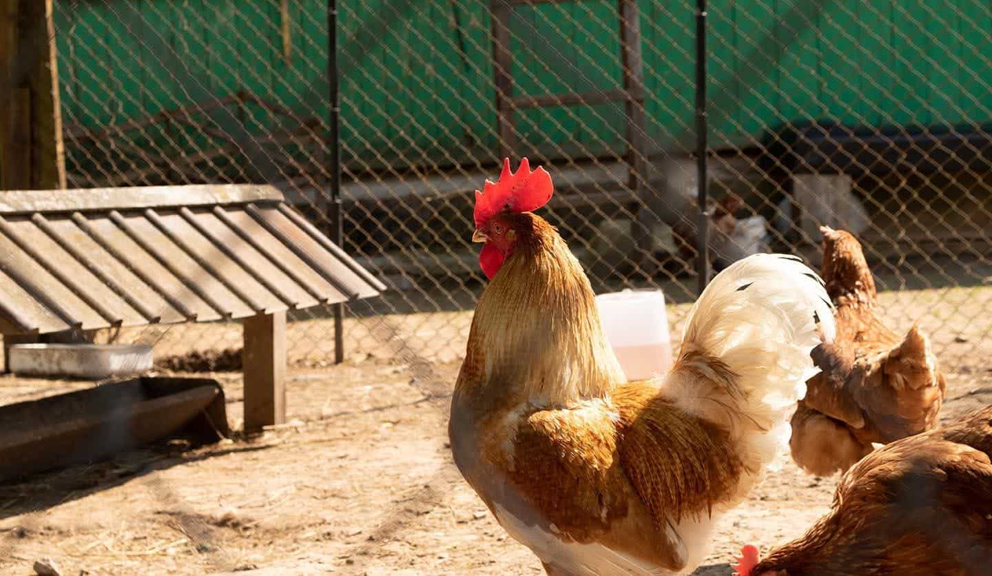 golden phoenix rooster