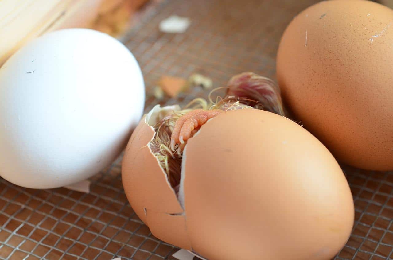 hatching egg