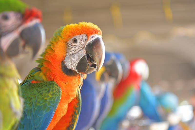 hybrid shamrock macaw bird